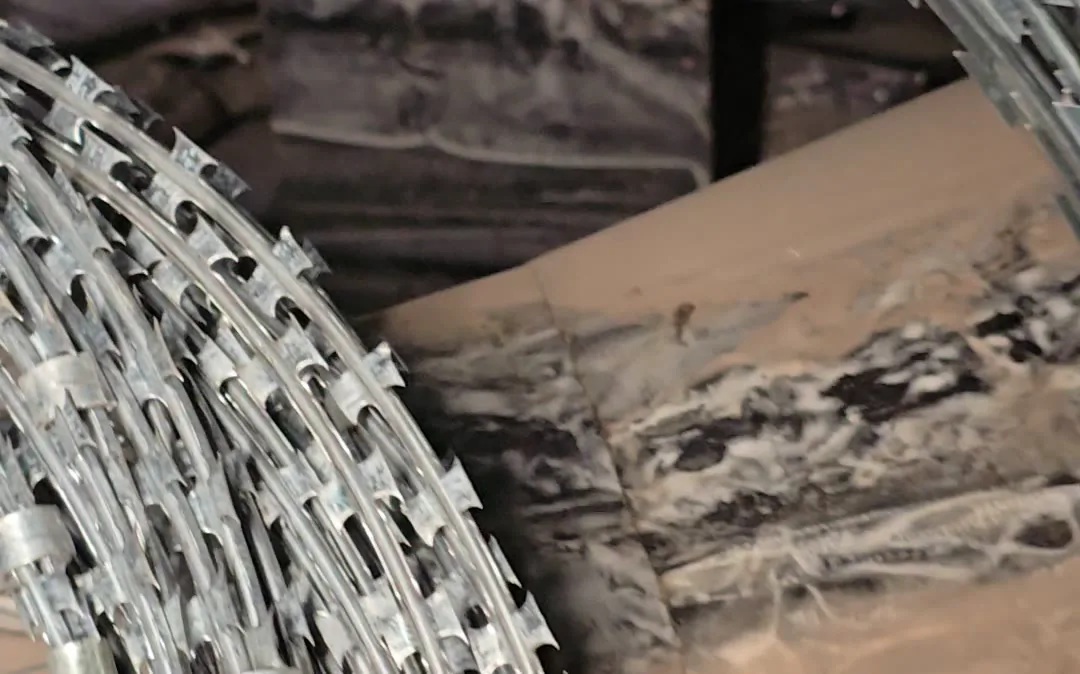 Close view of barbed wire barbs on a galvanised strand